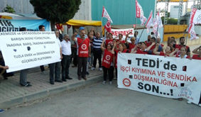 tedi-direnis1
